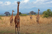 Moving to Johannesburg will give you the opportunity to explore lot's of wildlife just outside the city.